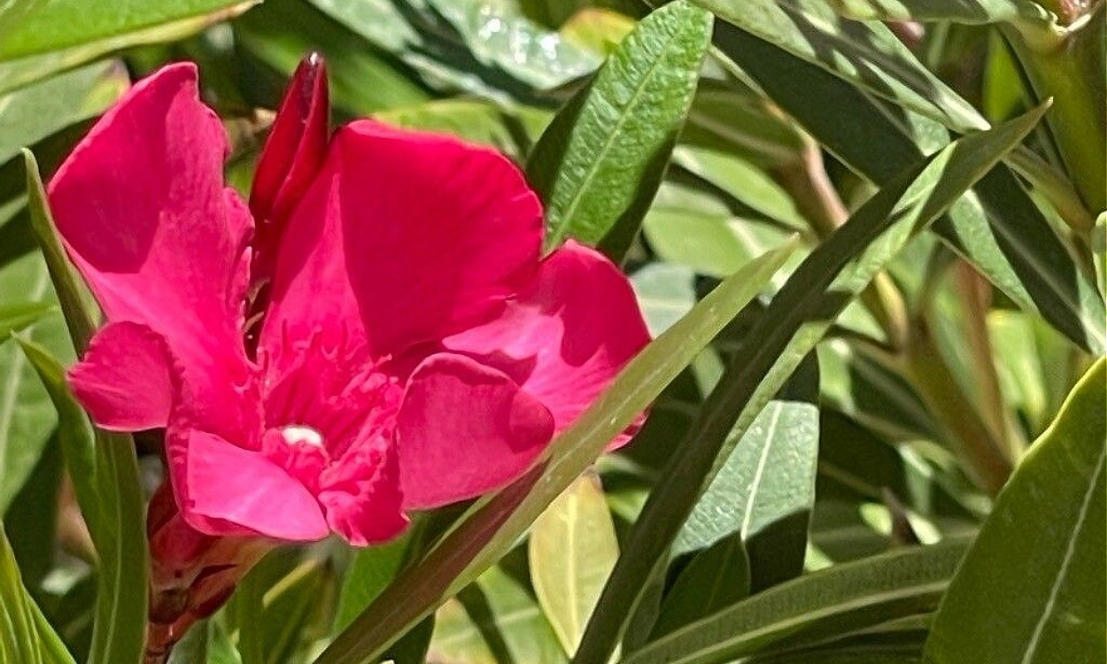 Arbusto de adelfa con flores rosa intenso, hojas verdes oscuras y tallos leñosos