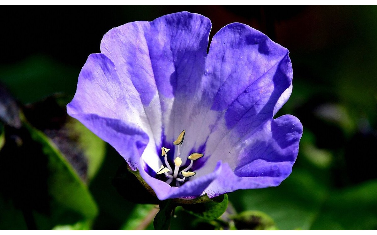 Nicandra physalodes manzana del Perú flor azul