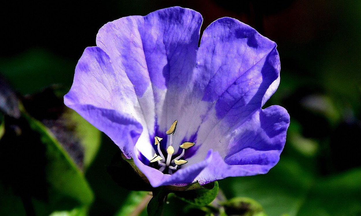 Planta de Nicandra physalodes con flores azul pálido y cápsulas frutales características