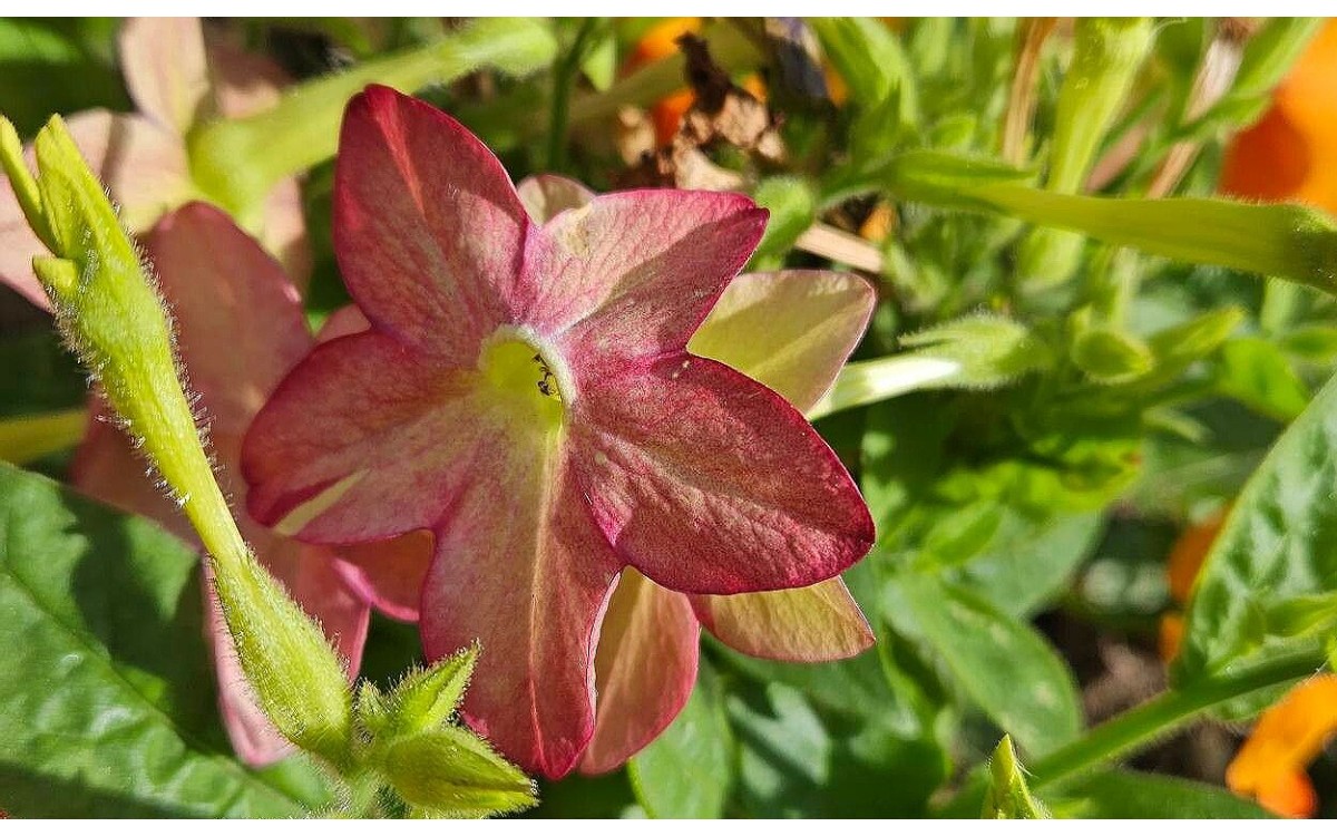 Flores de Nicotiana alata tabaco de flor blancas
