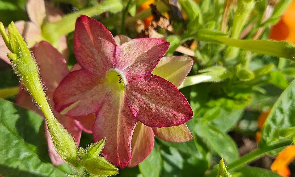 Nicotiana alata tabaco de flor con flores tubulares blancas y hojas lanceoladas verdes