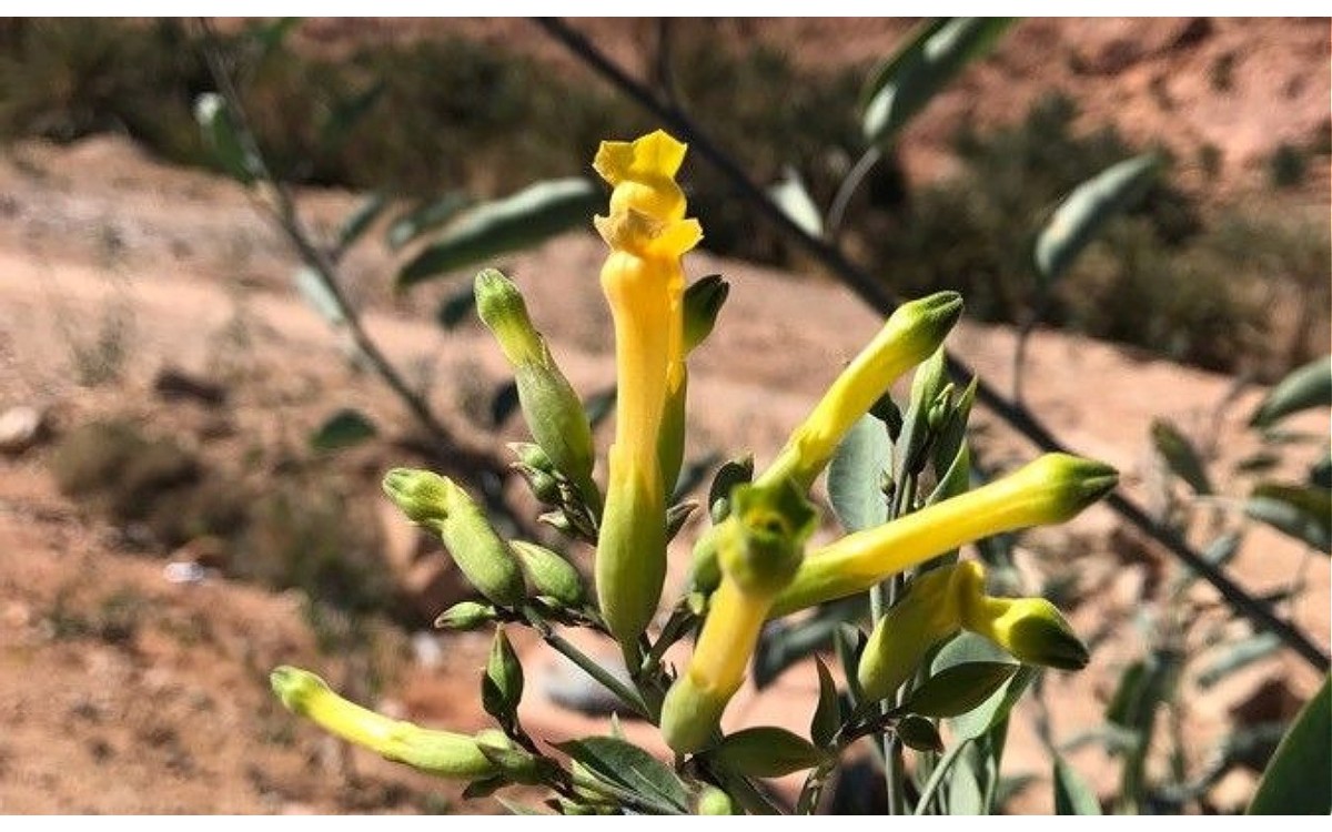 Nicotiana glauca palán-palán flores amarillas verdes cultivo
