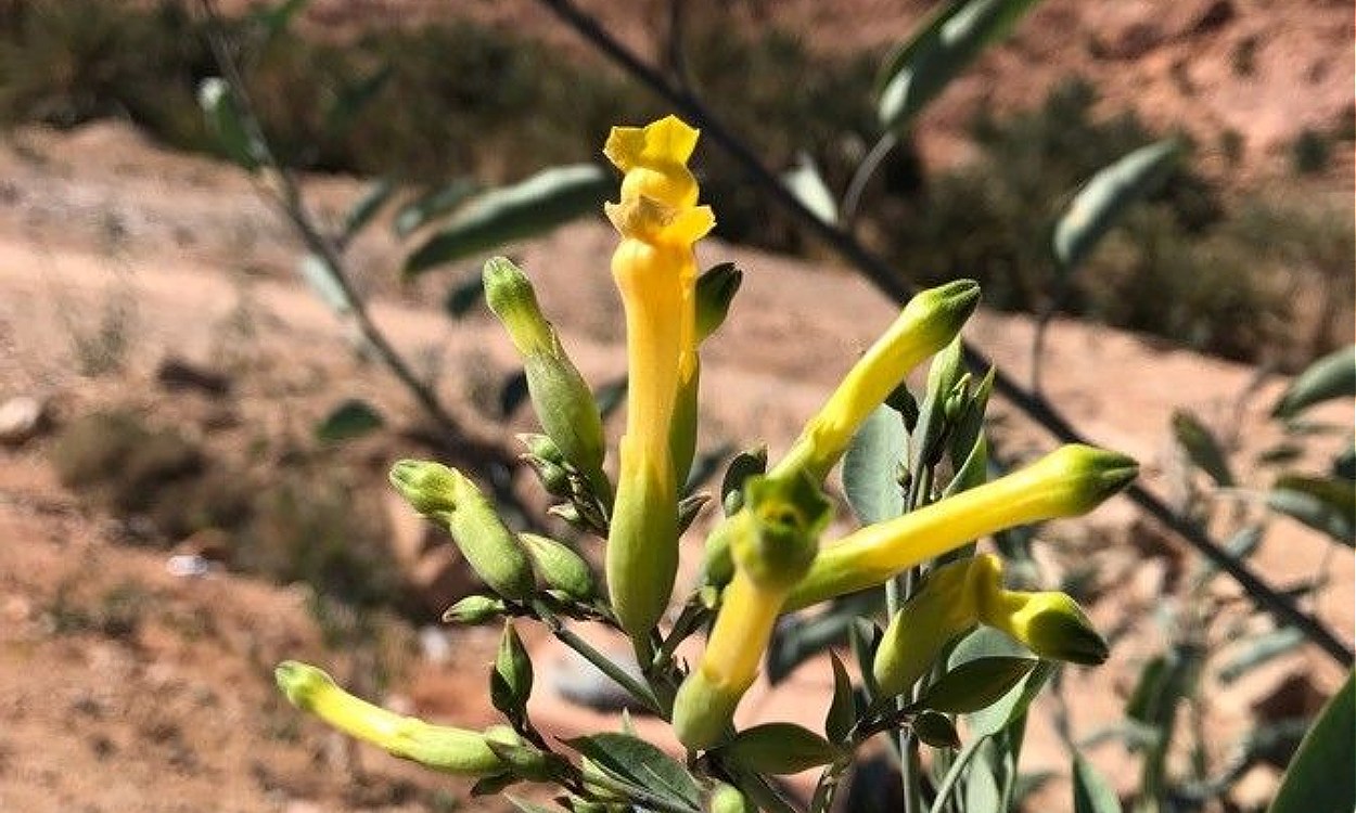 Planta Nicotiana glauca palán-palán con flores tubulares amarillo-verdosas y hojas verde azulado