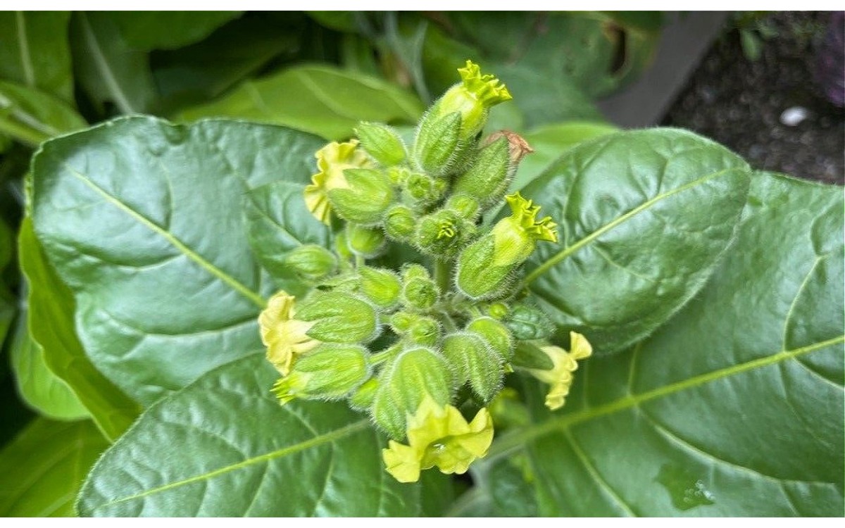 Nicotiana rustica planta tabaco silvestre hojas flores