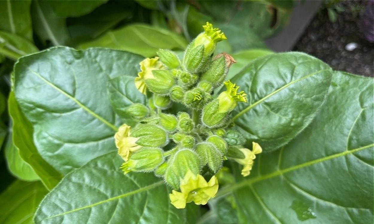 Planta de Nicotiana rustica L. con hojas características y flores amarillas de tabaco silvestre