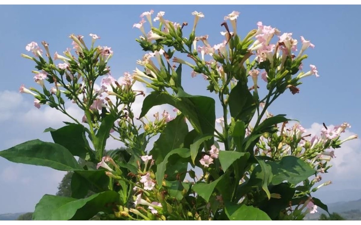 Planta de tabaco Nicotiana tabacum en floración