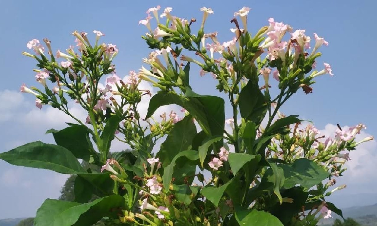 Hojas verdes y flores de Nicotiana tabacum L., planta de tabaco en desarrollo