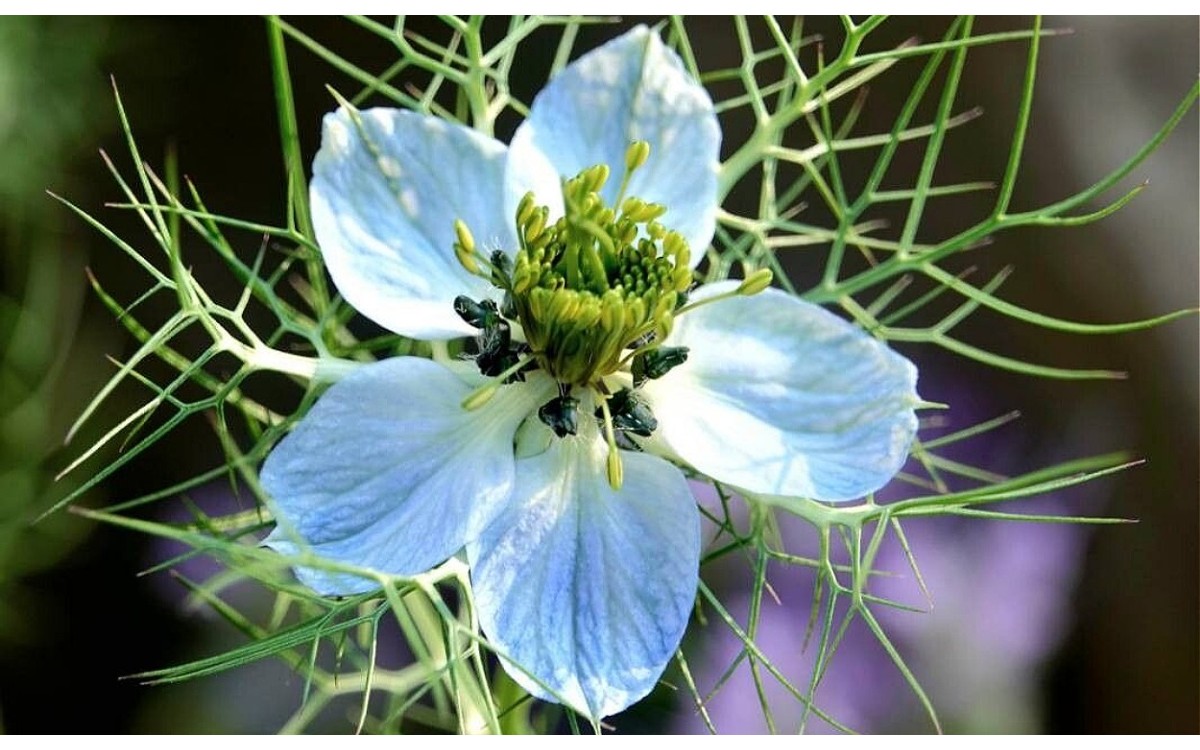 Nigella damascena arañuela flor azul detalle