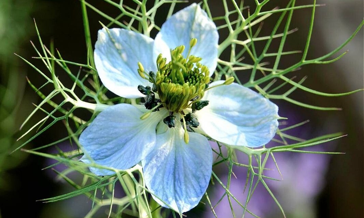 Flor azul de Nigella damascena (arañuela) con filamentos finos estilo encaje