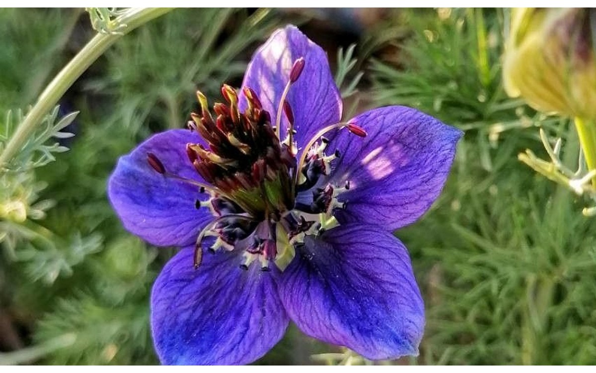 Nigella hispanica flor azul neguilla españa