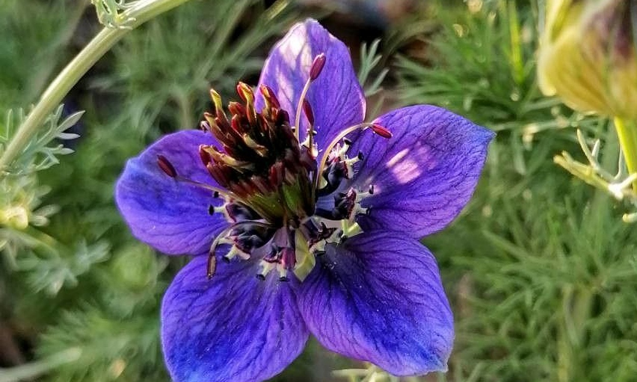 Flores azul intenso de Nigella hispanica L., la neguilla de España, con brácteas características