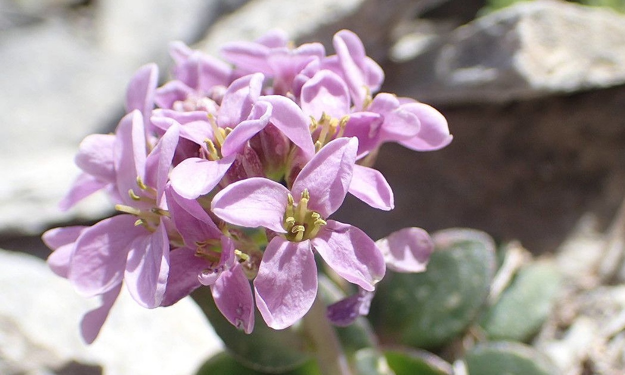 Planta alpina Noccaea rotundifolia con hojas redondas y flores blancas en cojinete compacto