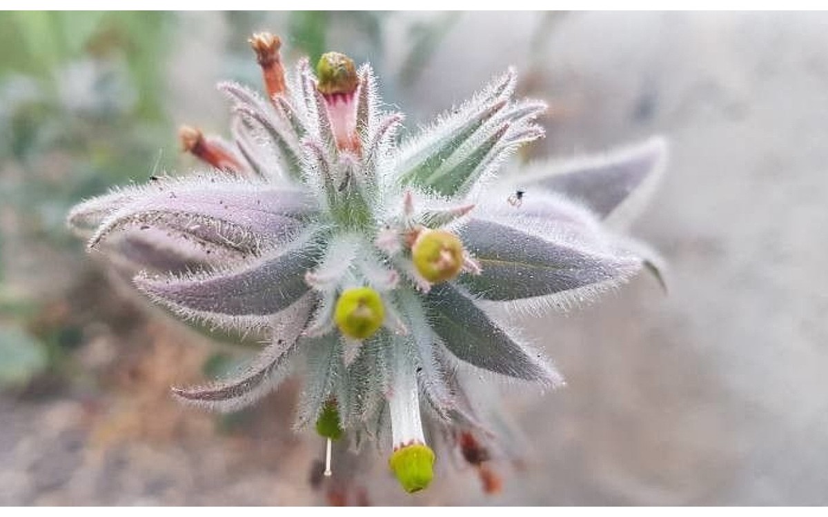 Nonea calycina flores blancas y cáliz persistente en floración