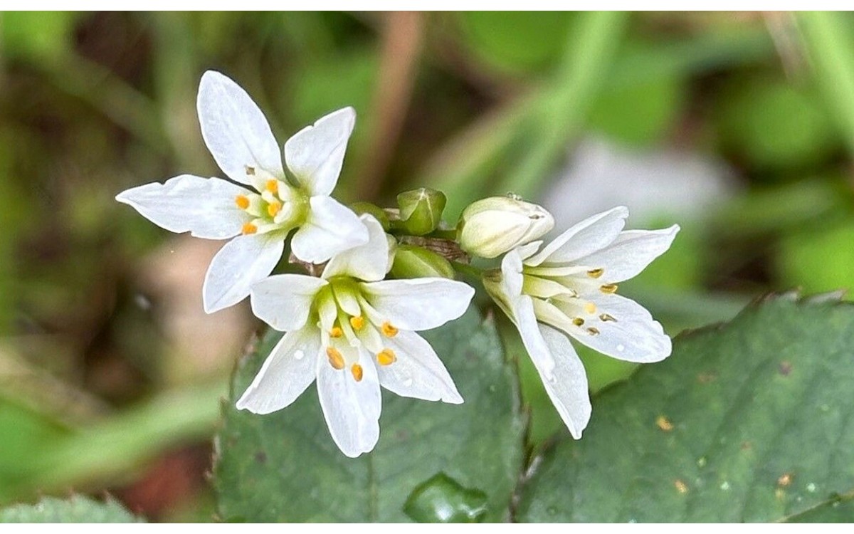 Flores blancas del ajo oloroso Nothoscordum gracile