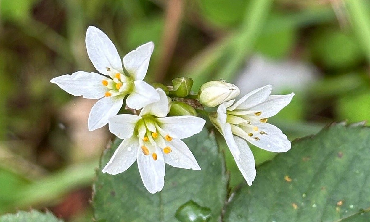 Planta de ajo oloroso con flores blancas en umbela perfumadas