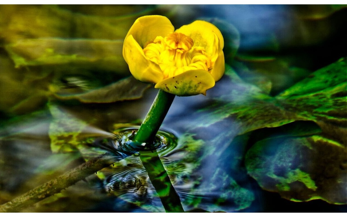 Nenúfar amarillo en flor en estanque de jardín
