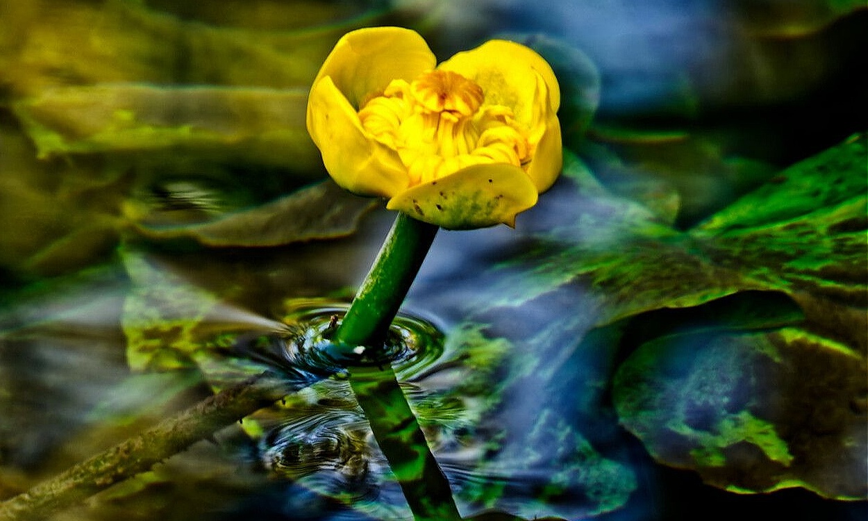 Flores amarillas brillantes de nenúfar amarillo (Nuphar lutea) flotando en agua clara de estanque
