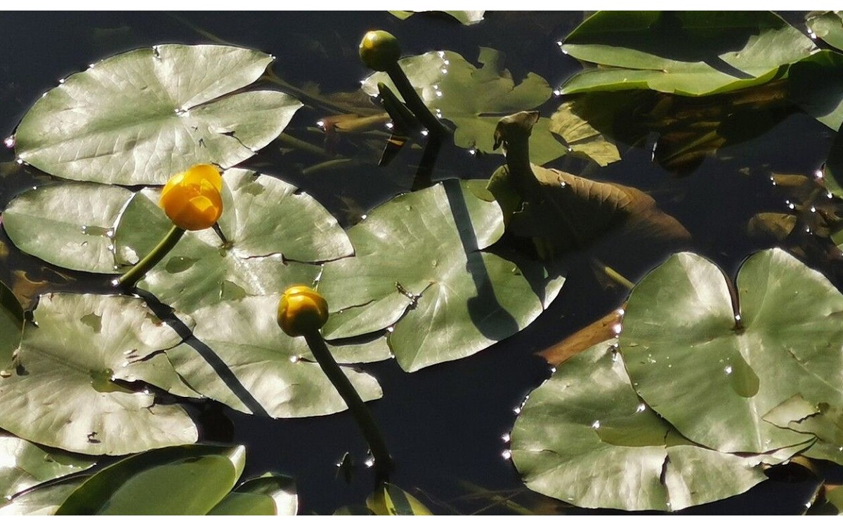Nenúfar enano Nuphar pumila con flores amarillas