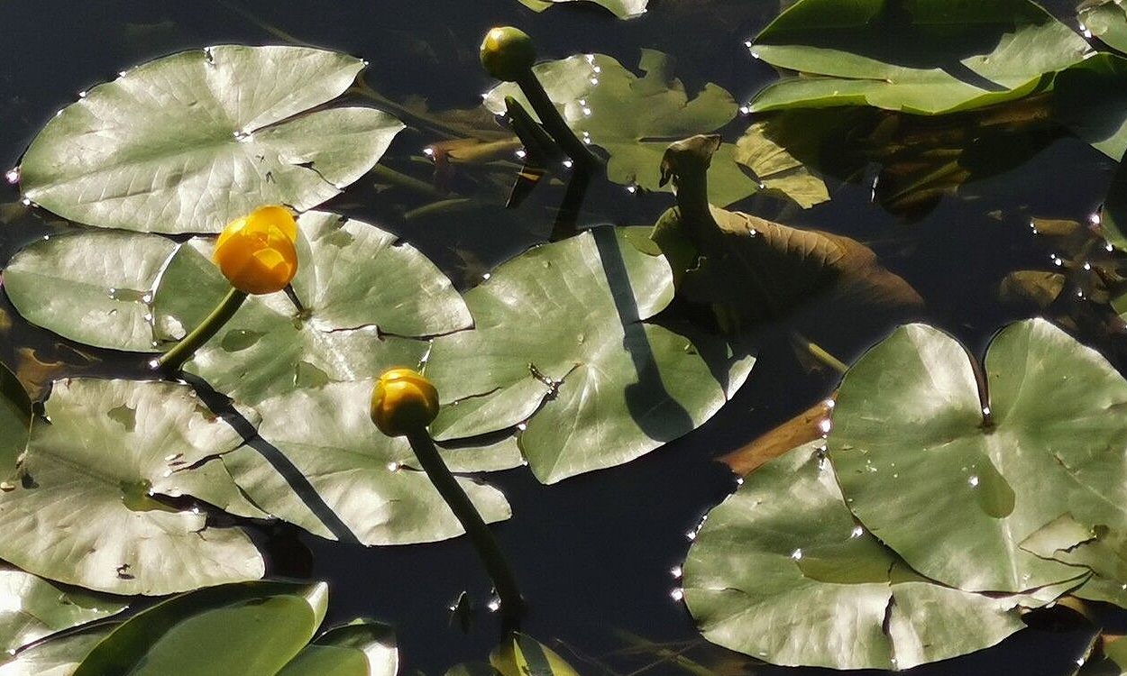Flores amarillas y hojas flotantes del nenúfar enano (Nuphar pumila) en estanque
