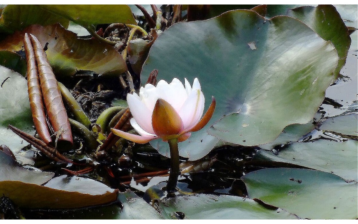 Nenúfar blanco Nymphaea alba flor en estanque