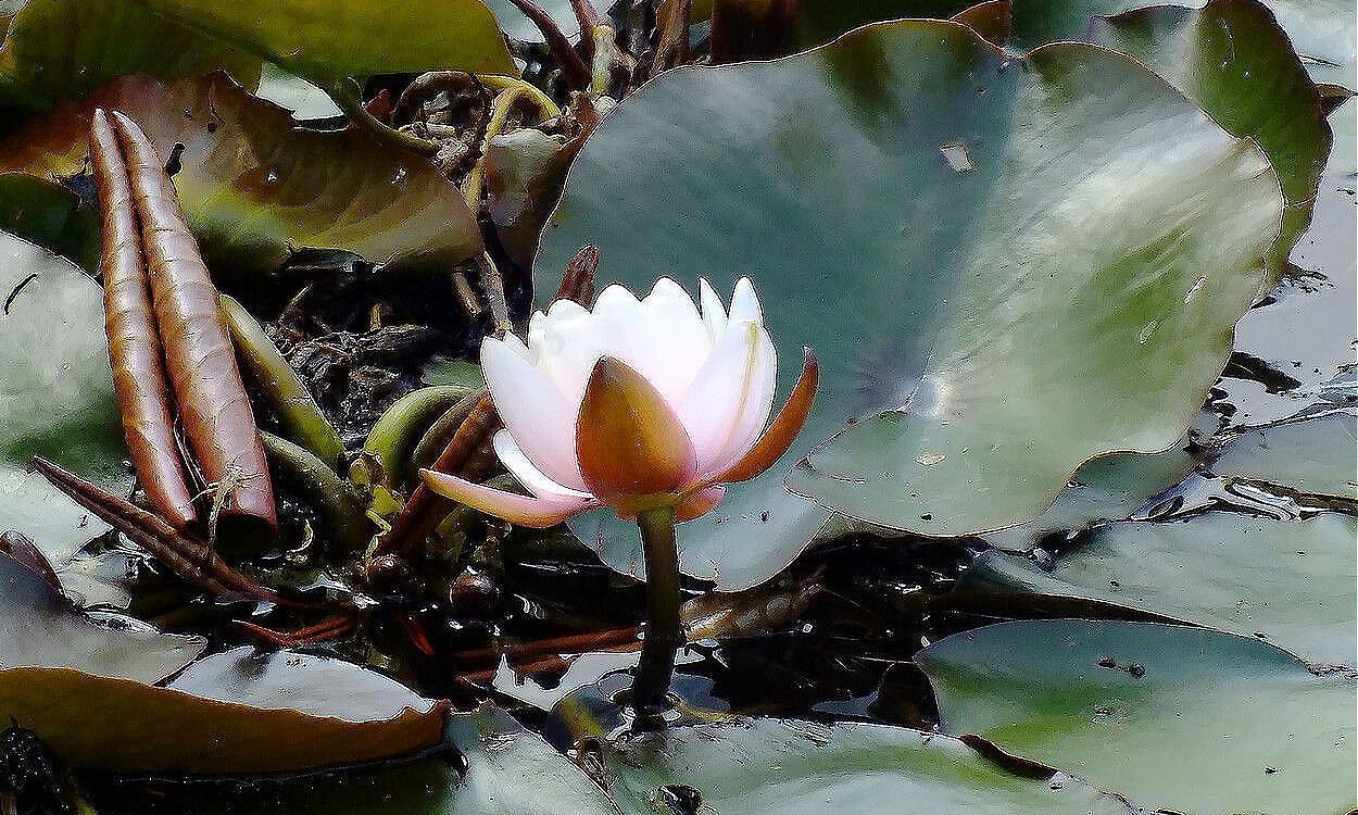 Nenúfar blanco con flores blancas puras flotando en agua clara del estanque