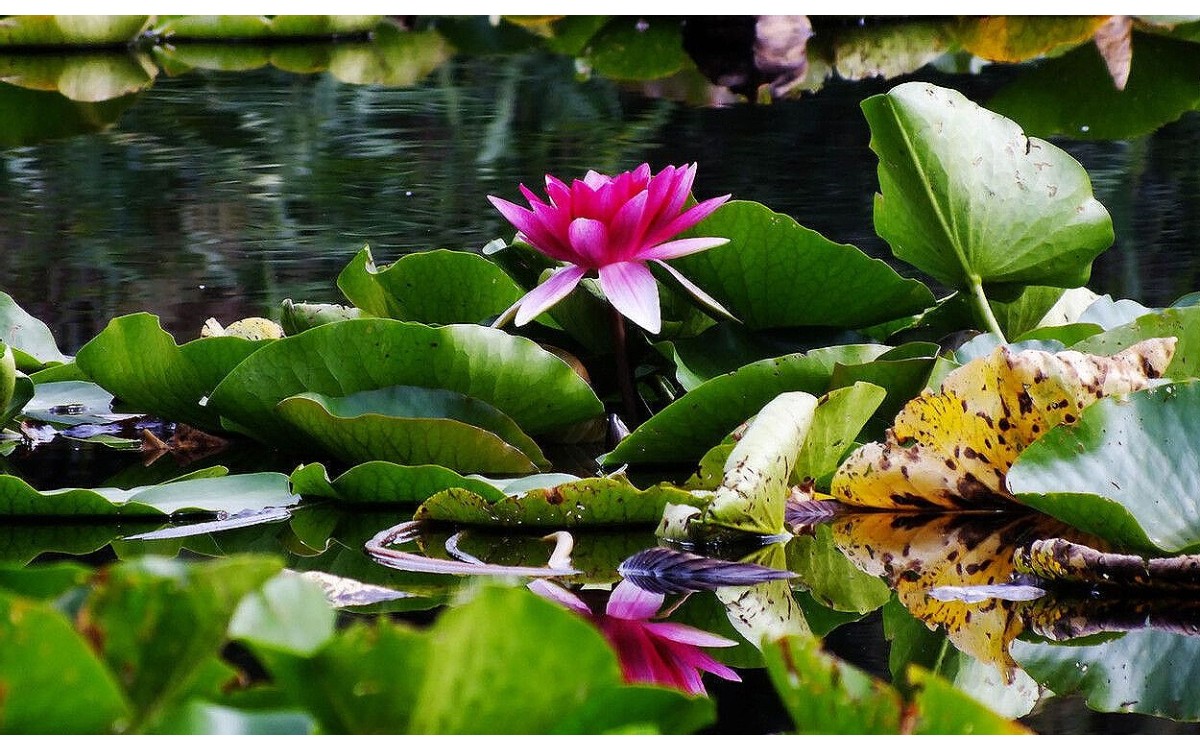 Nymphaea candida nenúfar blanco floración estanque