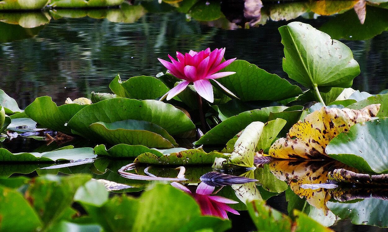 Flor blanca de nenúfar Nymphaea candida flotando en agua del estanque con hojas verdes