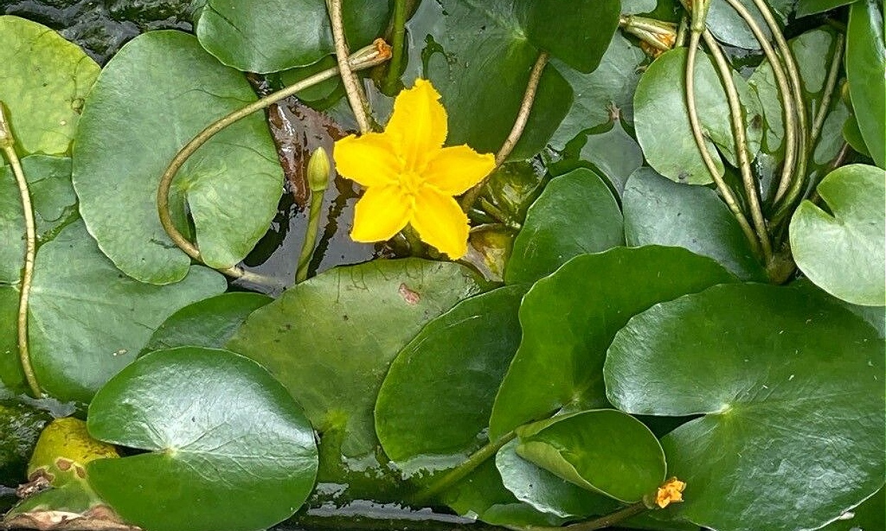 Planta acuática Nymphoides peltata genciana con hojas flotantes y flores amarillas características