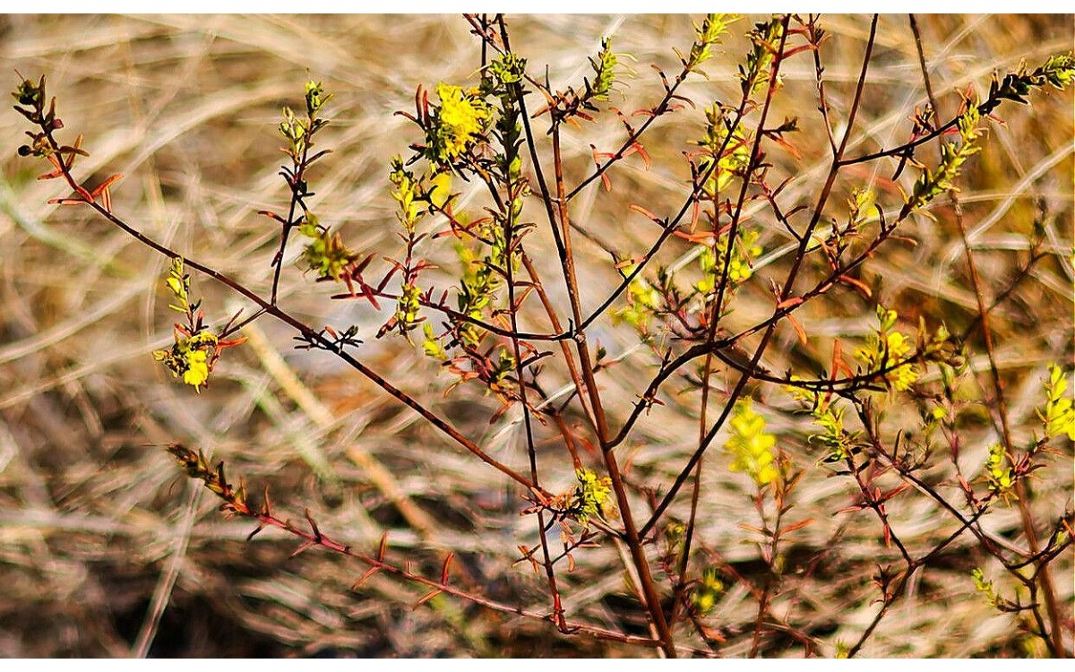 Odontites luteus flores amarillas intensas en espiga