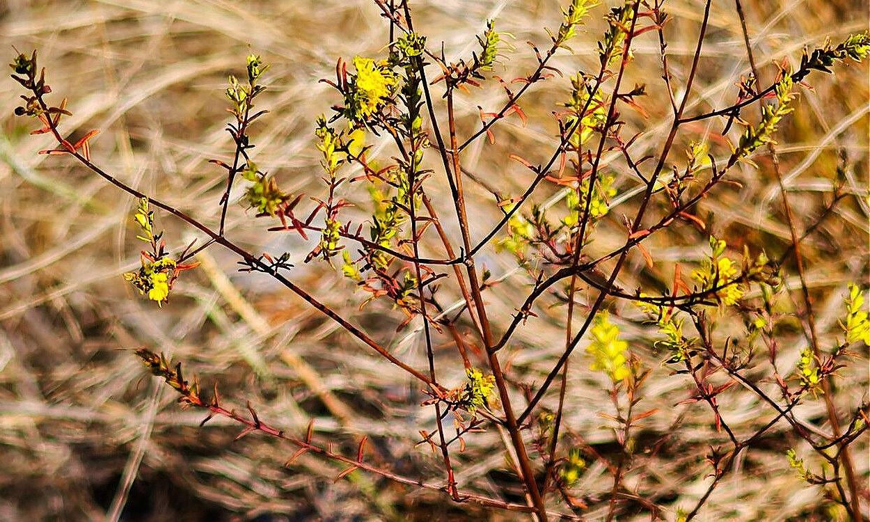 Planta Odontites luteus con flores amarillas intensas agrupadas en inflorescencias tipo espiga