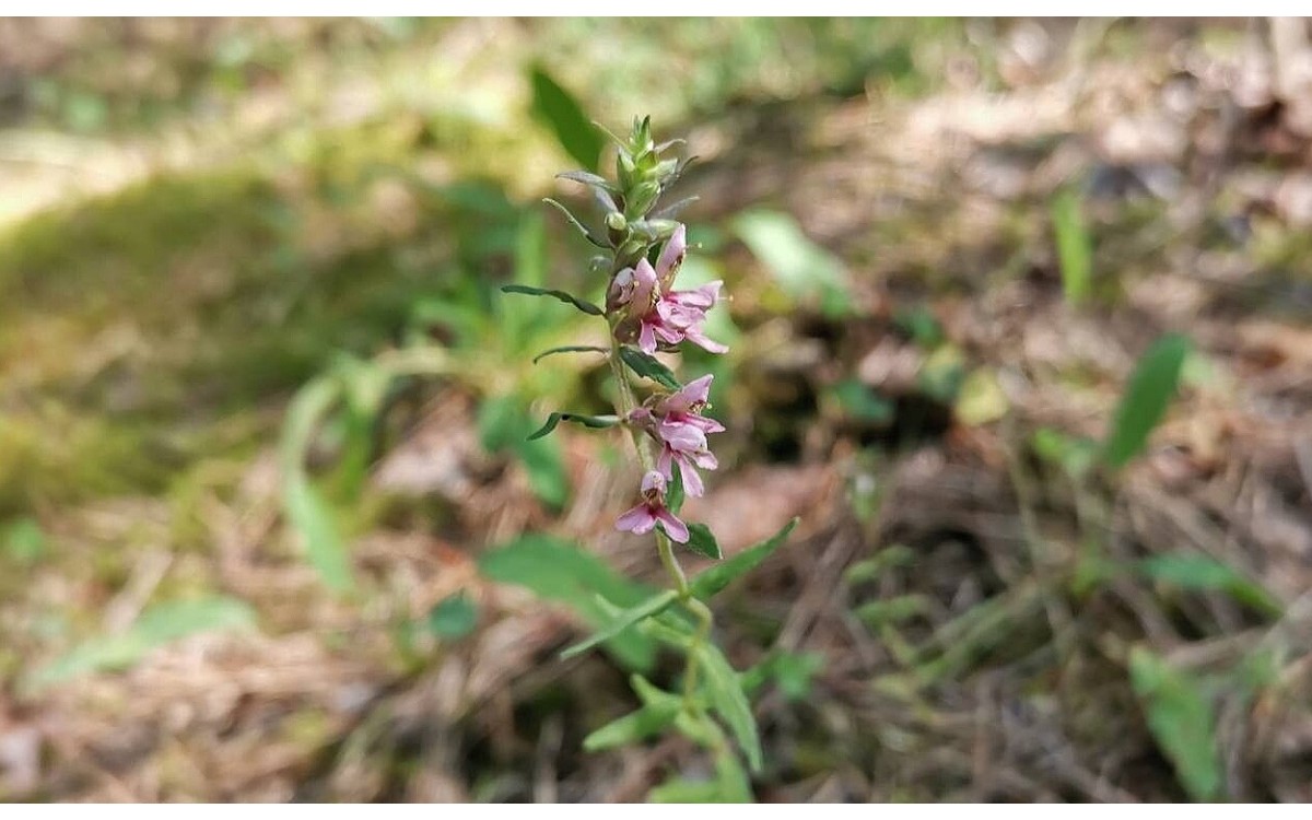 Algarabia con flores rosadas y púrpuras en plena floración