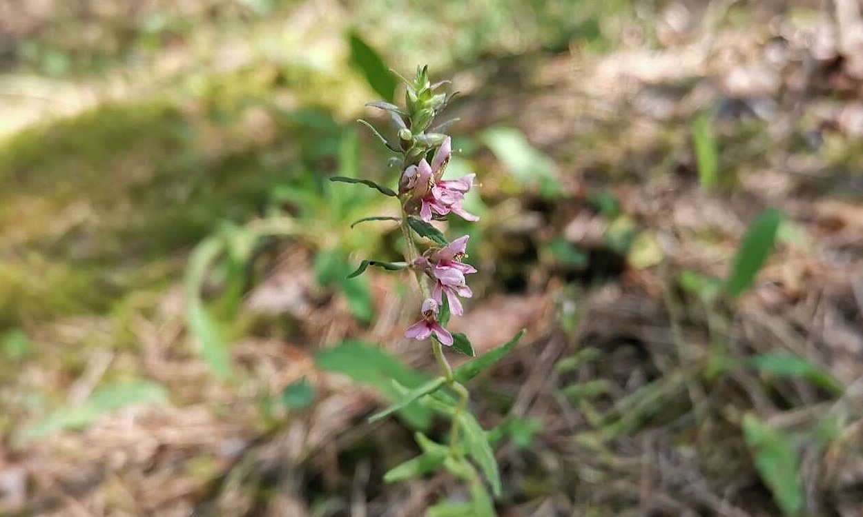 Planta Algarabia Odontites vernus con flores rosadas brillantes y follaje verde oscuro