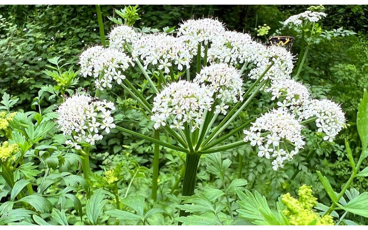 Oenanthe crocata L. Nabo del Diablo planta tóxica