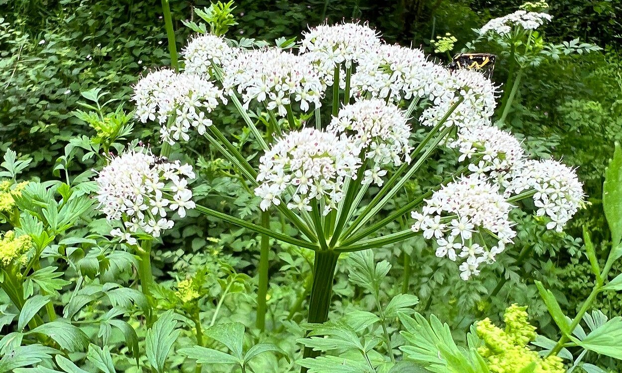 Oenanthe crocata L. planta con tallos estriados rojos y flores blancas umbelas