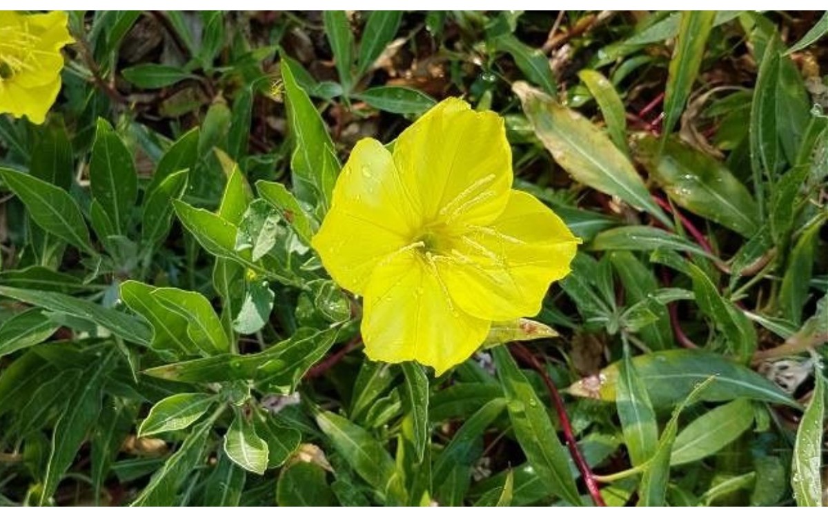 Oenothera biennis flores amarillas atardecer onagra común