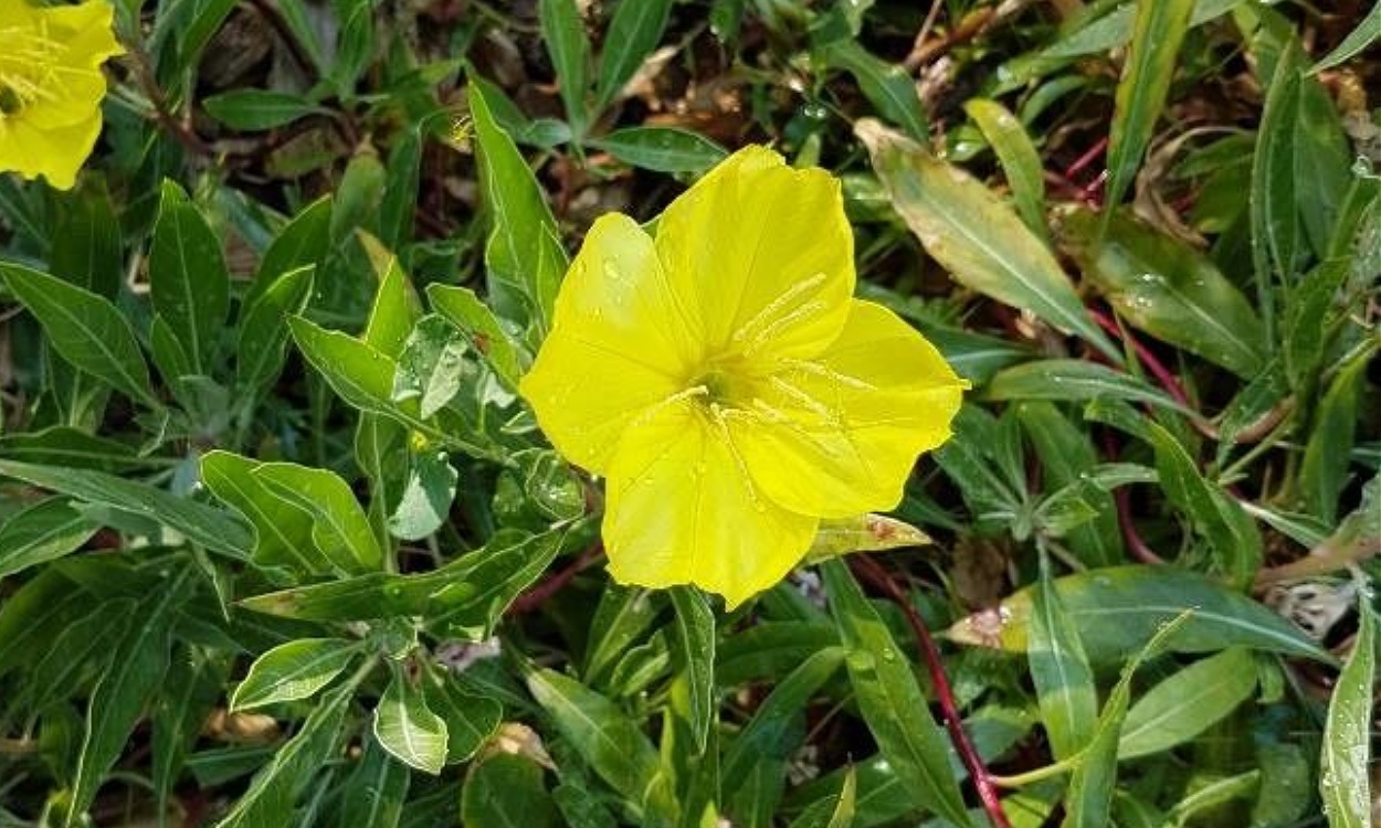 Flores amarillas de Oenothera biennis abriendo al atardecer, planta de onagra común