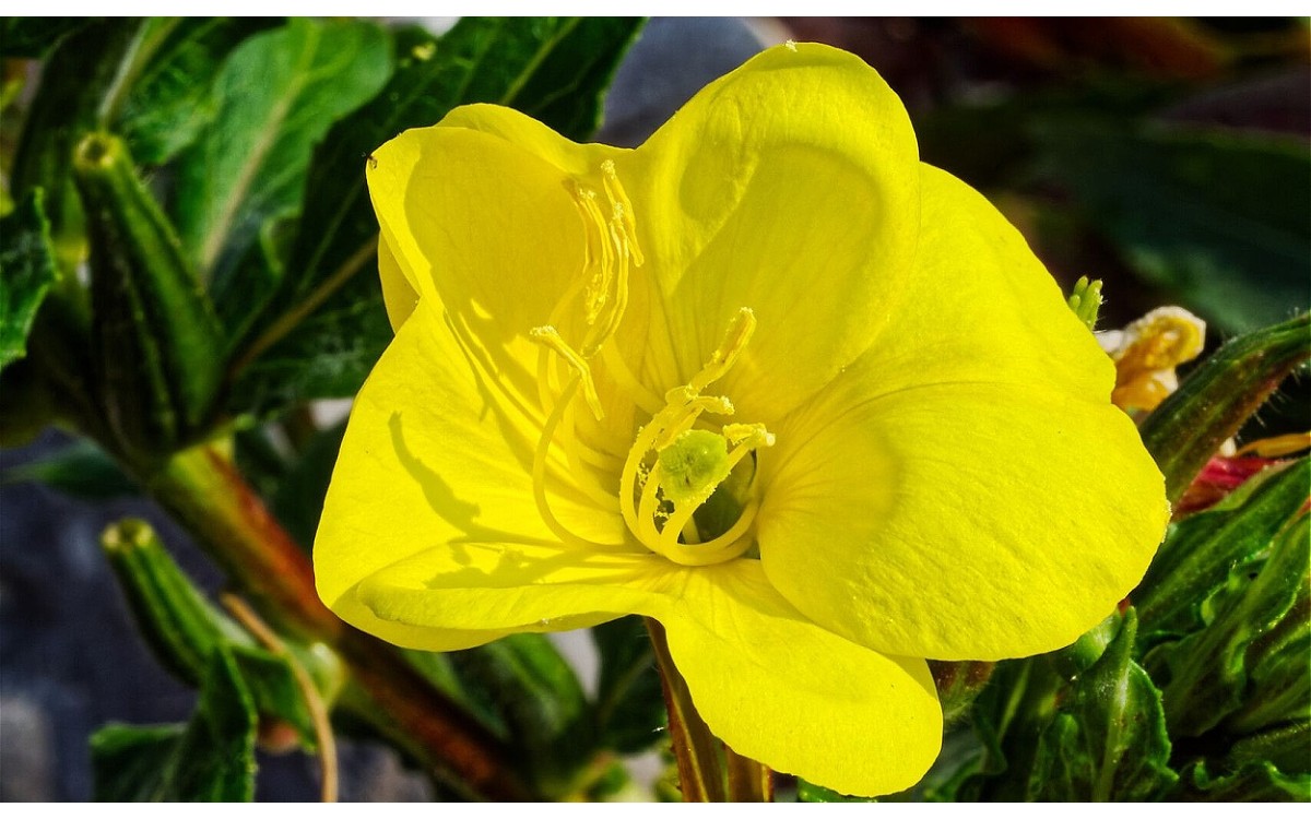 Flor de Colometa amarilla en floración - Oenothera fallax