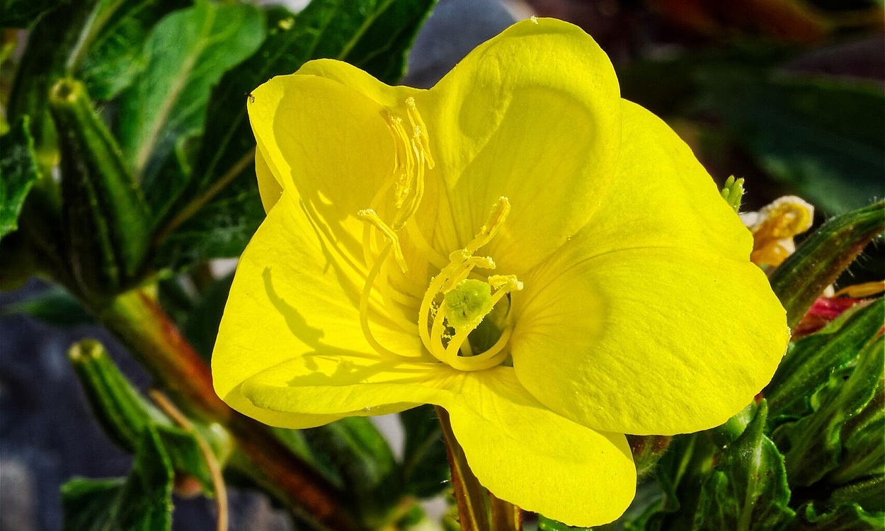 Flores amarillas vibrantes de Oenothera × fallax Renner conocida como Flor de Colometa en maceta
