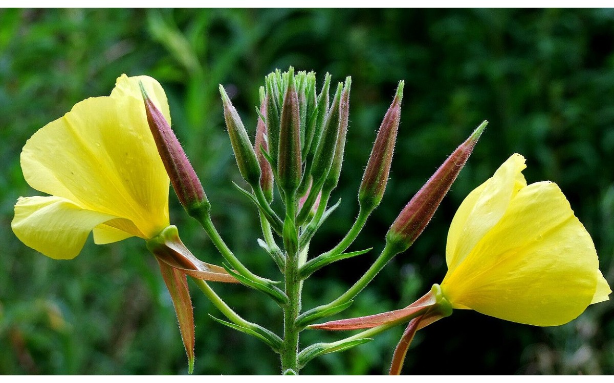 Oenothera glazioviana con flores amarillas nocturnas en floración