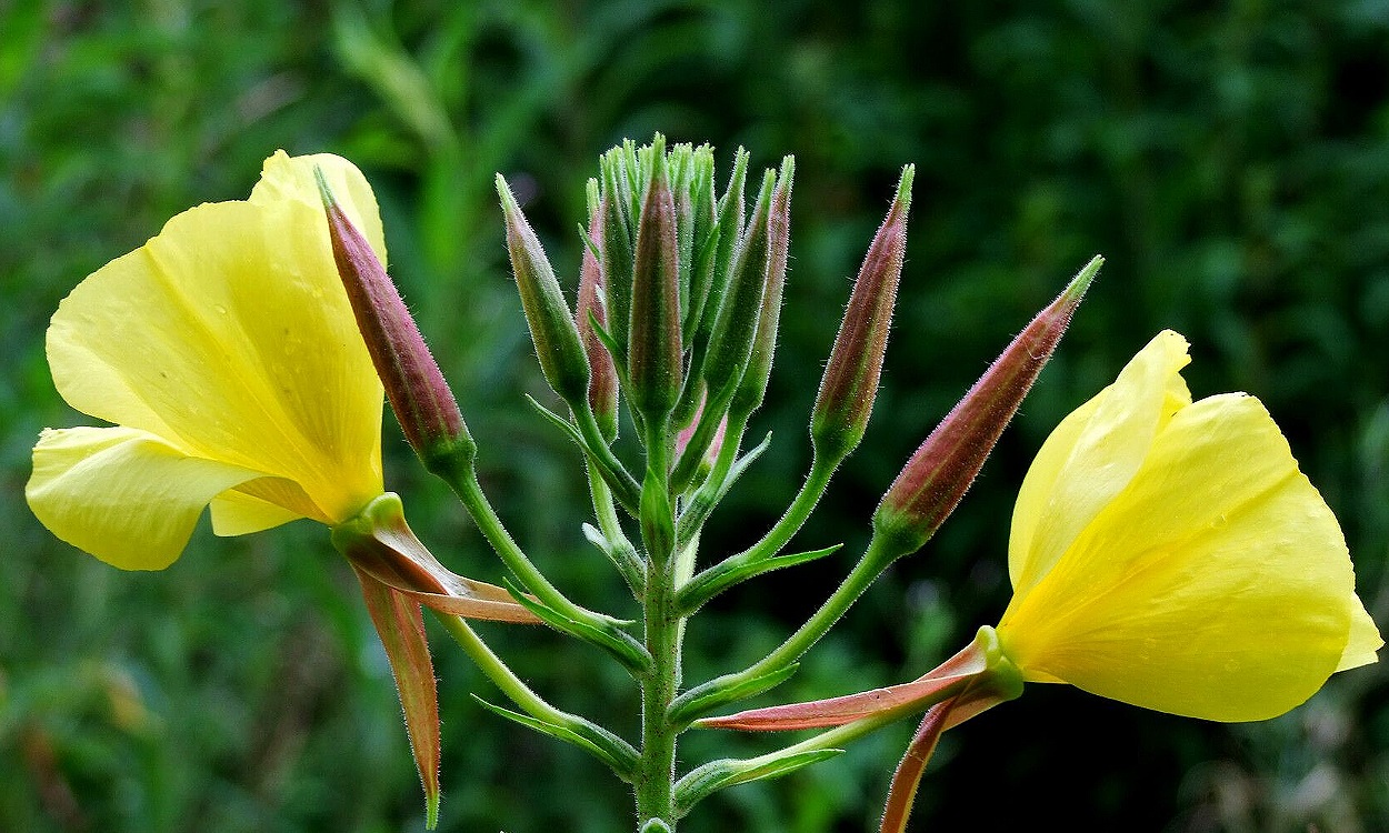 Flores amarillas de Oenothera glazioviana hierba del asno abiertas al atardecer en jardín