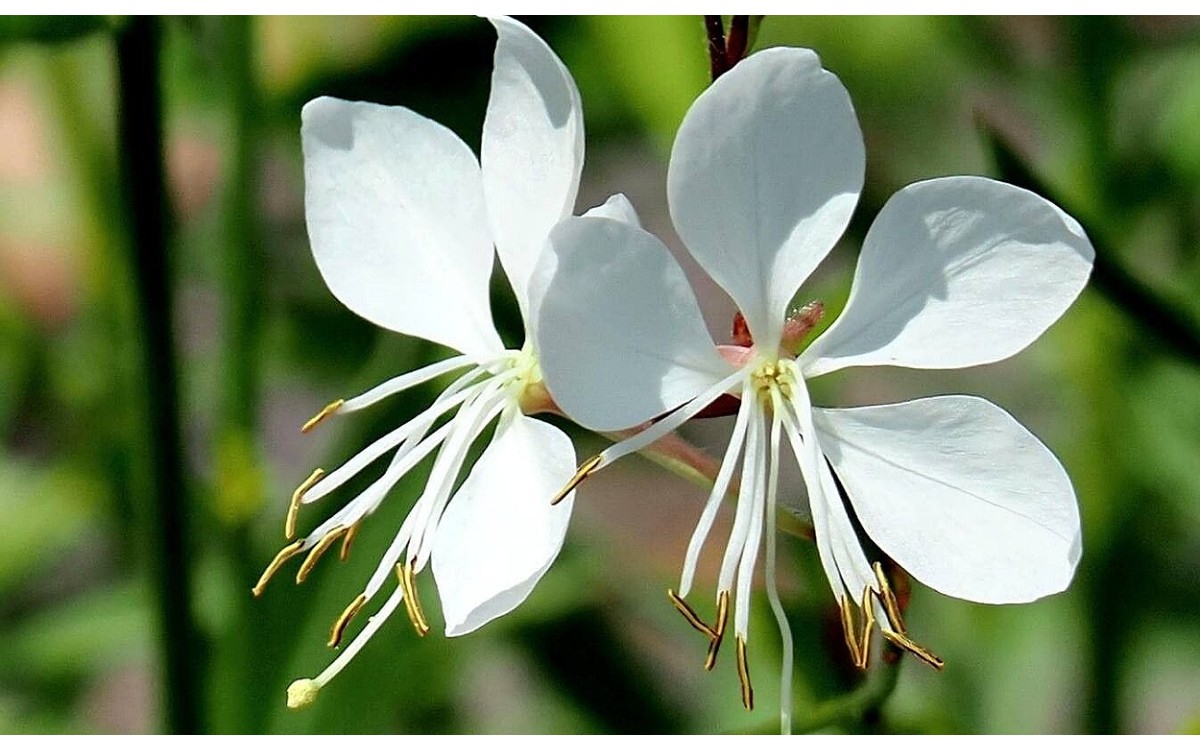 Gaura blanca flores elegantes Oenothera lindheimeri