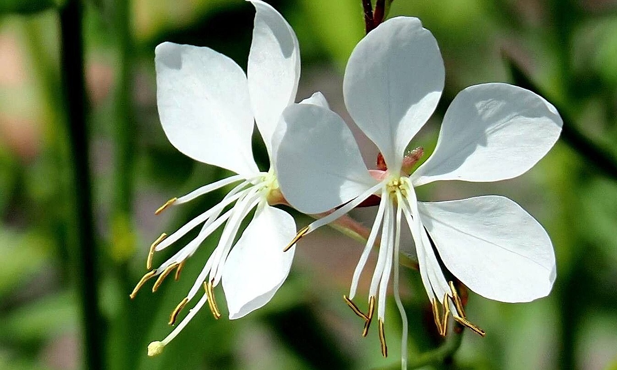 Flores blancas delicadas de Gaura blanca Oenothera lindheimeri en floración