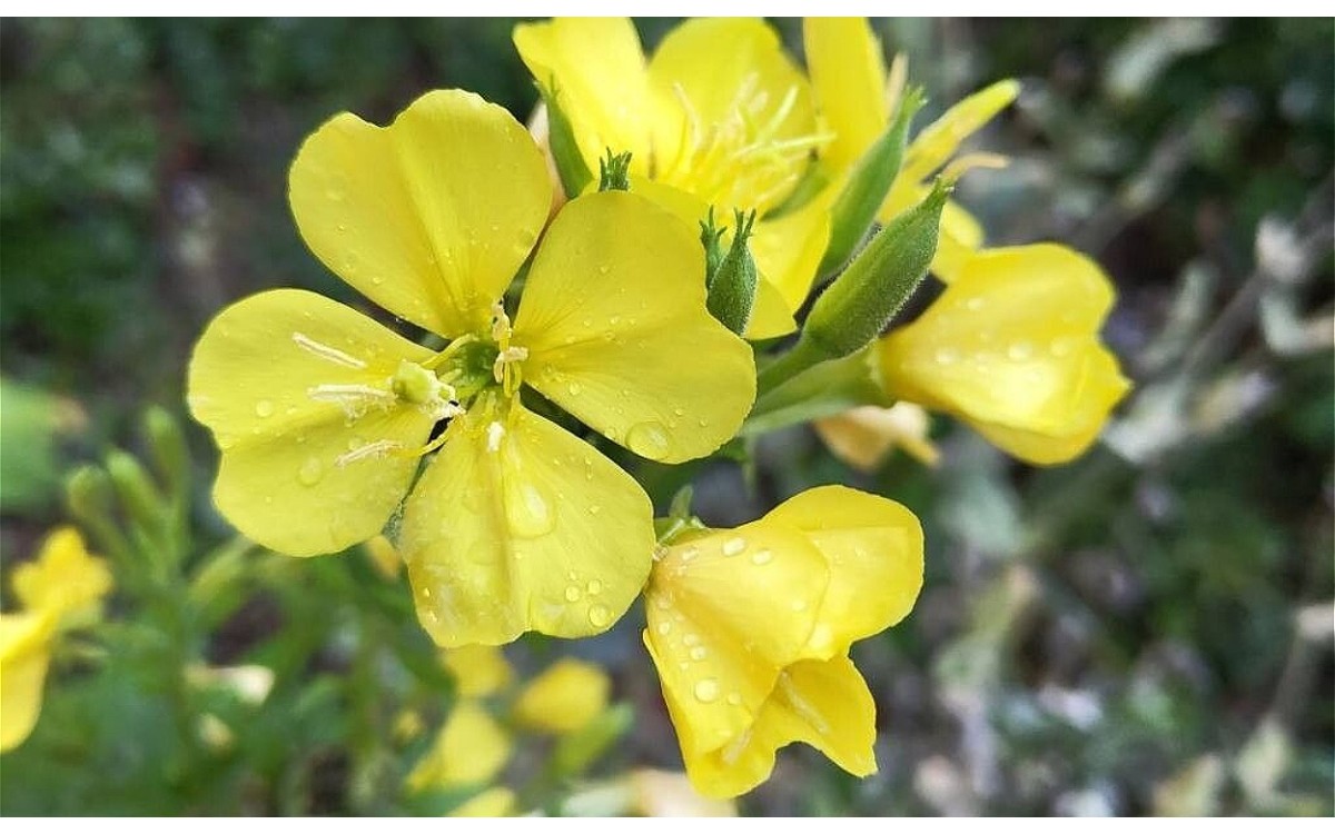 Oenothera parviflora con flores amarillas en floración