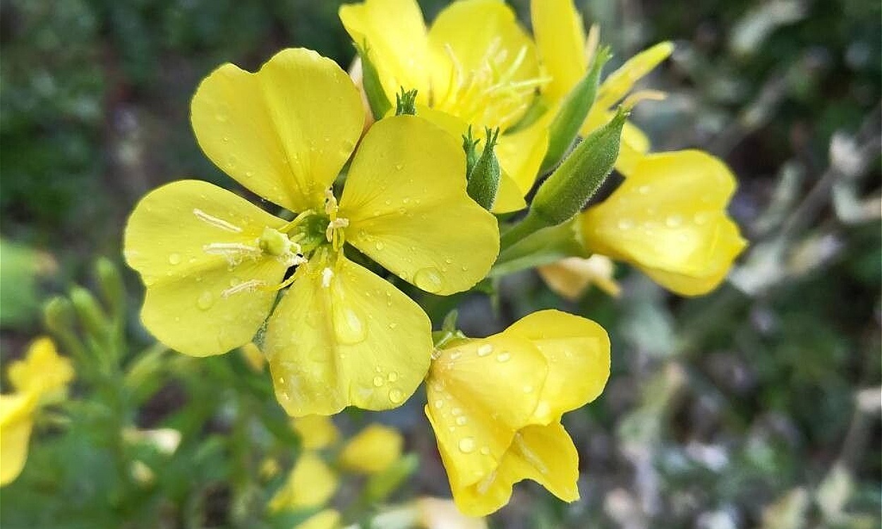 Oenothera parviflora Onagra del Norte con flores amarillas pequeñas en plena floración