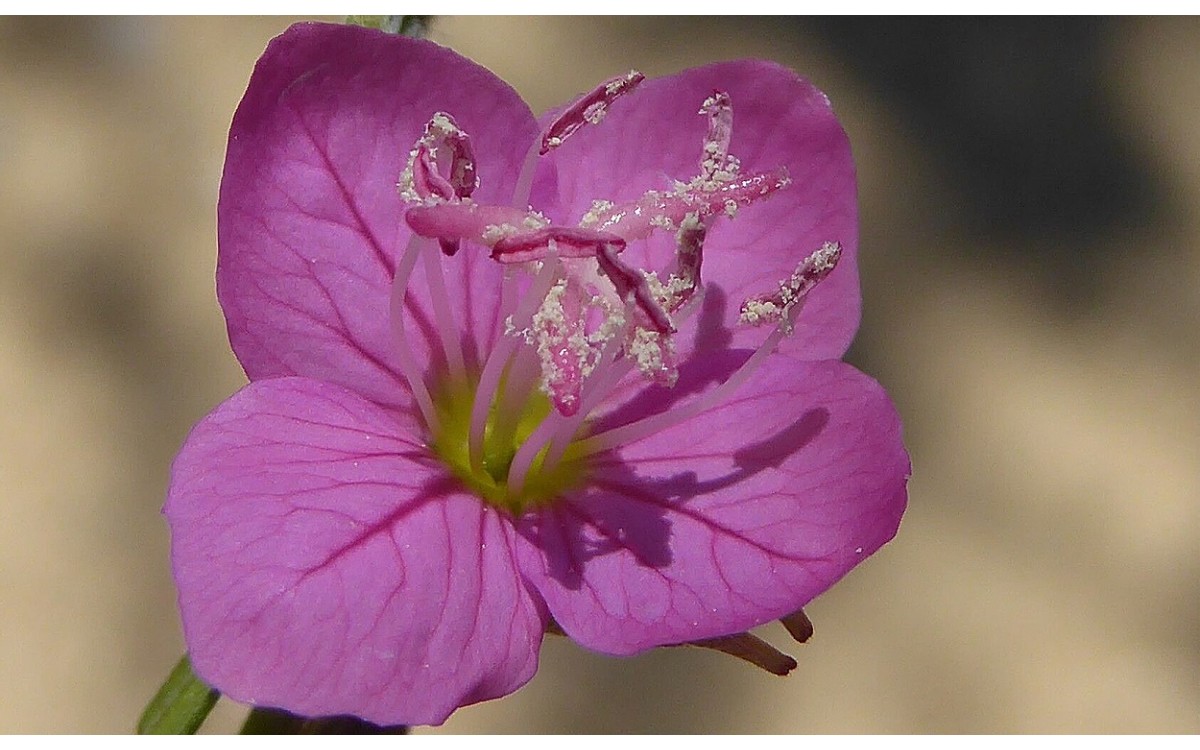 Flor de Oenothera rosea Hierba del golpe rosa