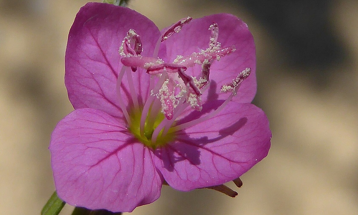 Flores rosadas de Oenothera rosea (Hierba del golpe) en plena floración