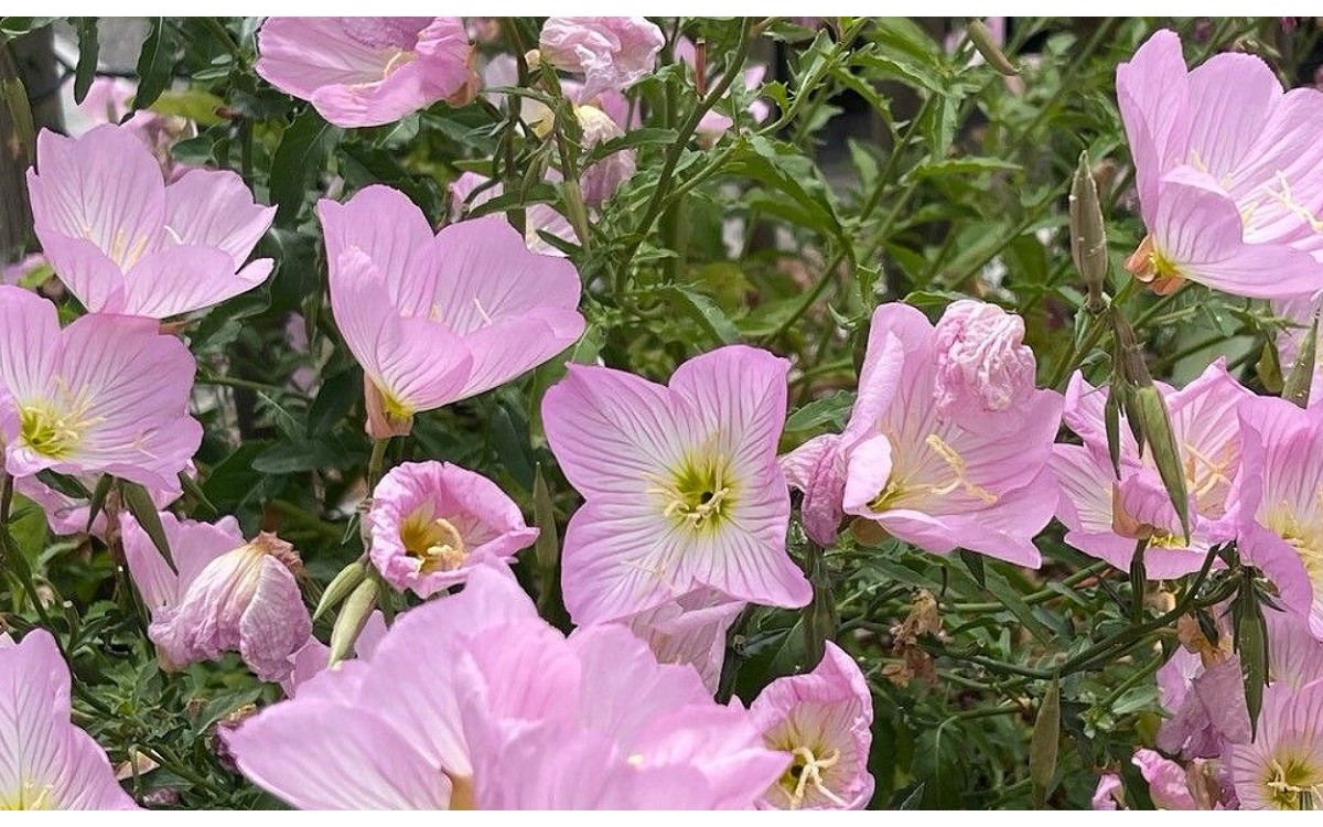 Oenothera speciosa flor rosa atardecer Onagra