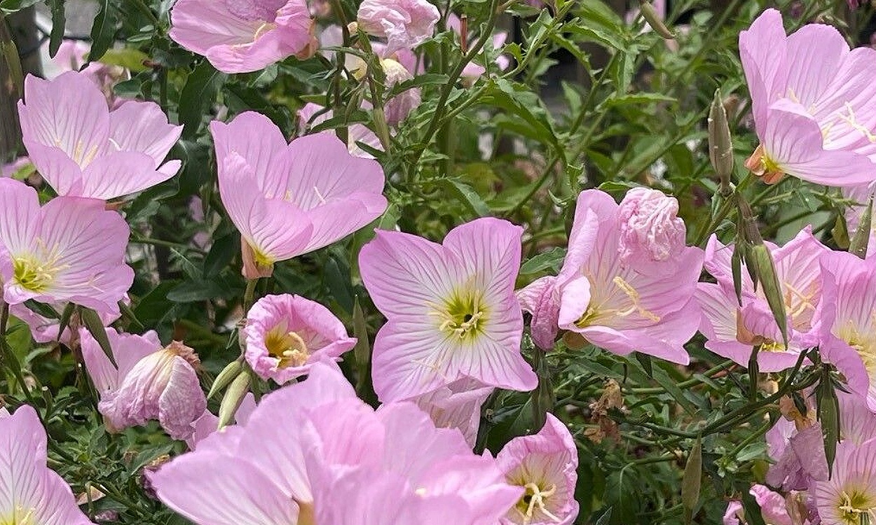Flores rosadas y blancas de Oenothera speciosa Onagra en floración primaveral