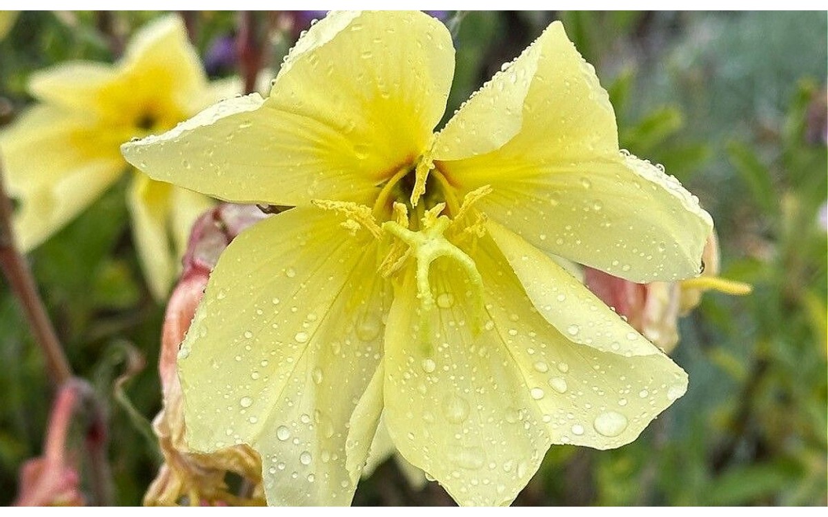 Flor de San José amarilla al atardecer - Oenothera stricta