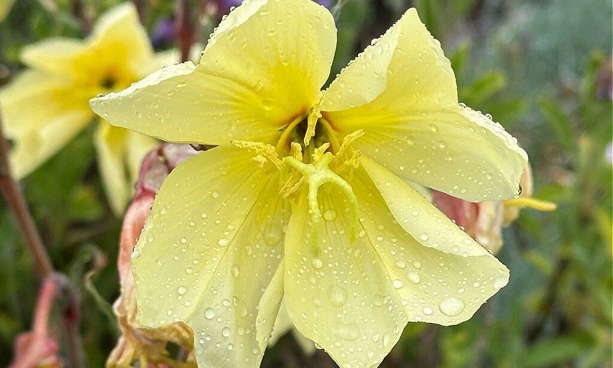 Flores amarillas de Flor de San José (Oenothera stricta Ledeb. ex Link) abriéndose al atardecer en maceta